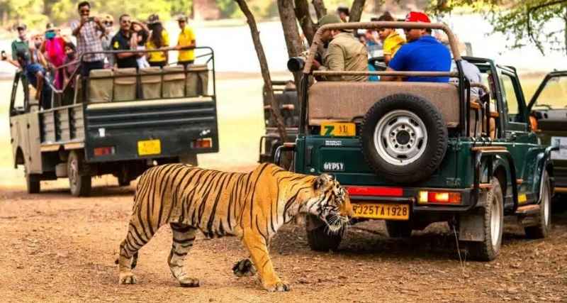 Jungle Safari